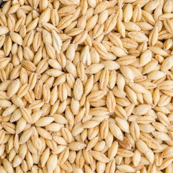 Barley Grain