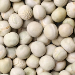 Dry Peas