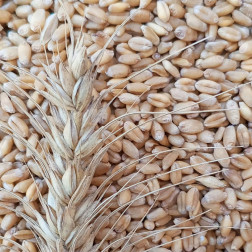Wheat Grains