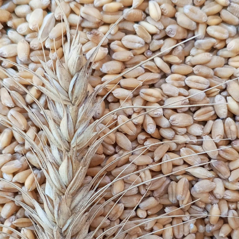 Wheat Grains Wheat Grains