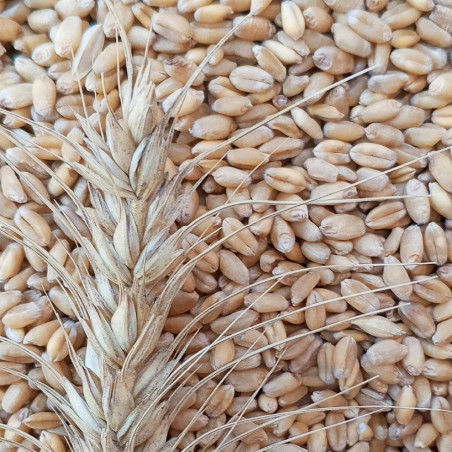 Wheat Grains