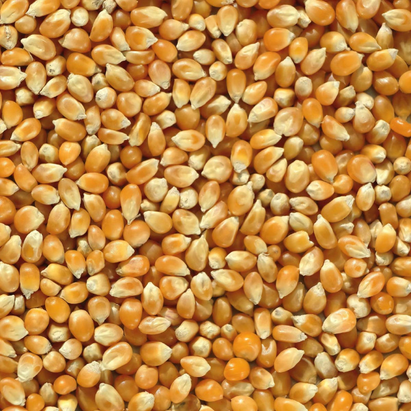 Yellow Corn (Maize)