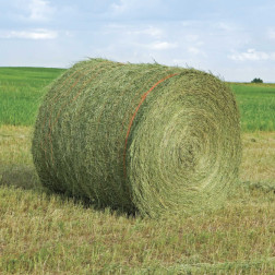 Grain Hay Feed
