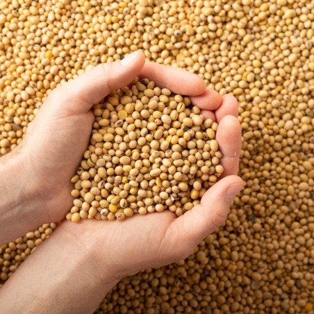 Soybeans Feed