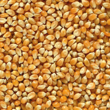 Yellow Corn (Maize).jpg