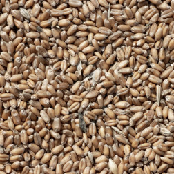 Feed wheat.jpg