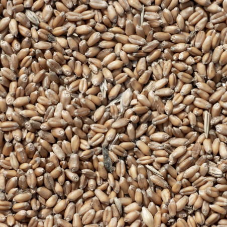 Feed wheat.jpg