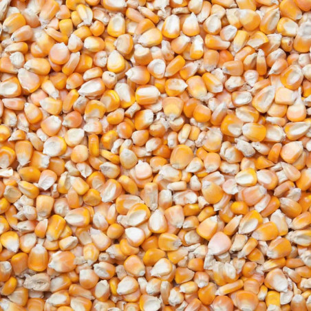 Corn feed.jpg